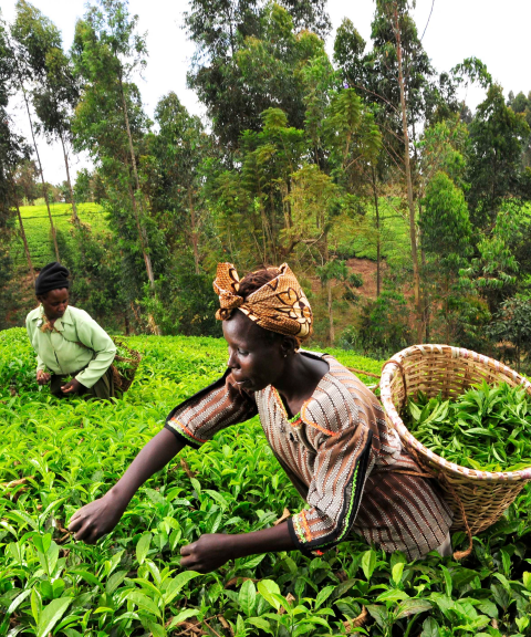 បង្កើតគណនីធនាគារ